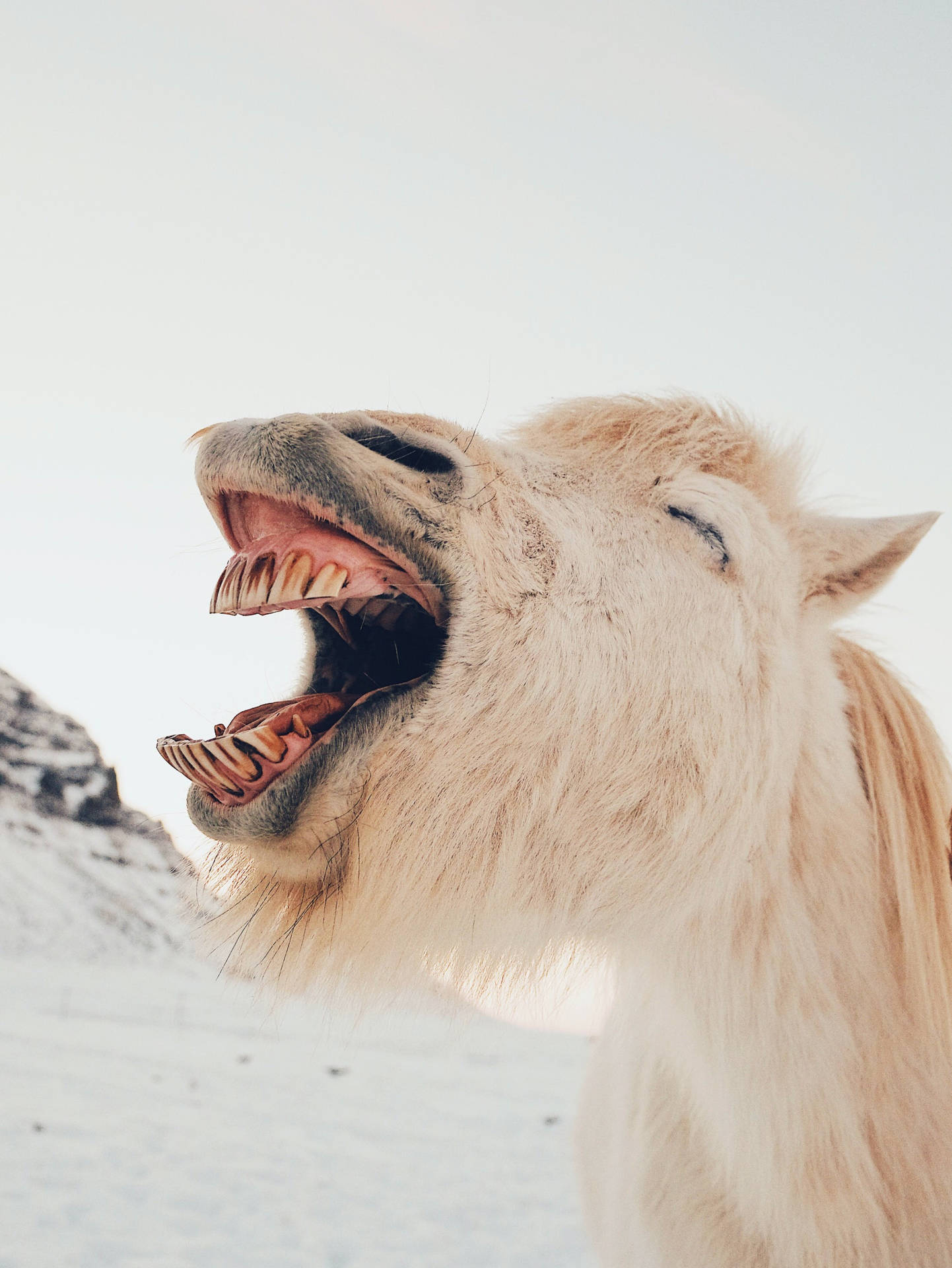 Horse Face Wallpaper