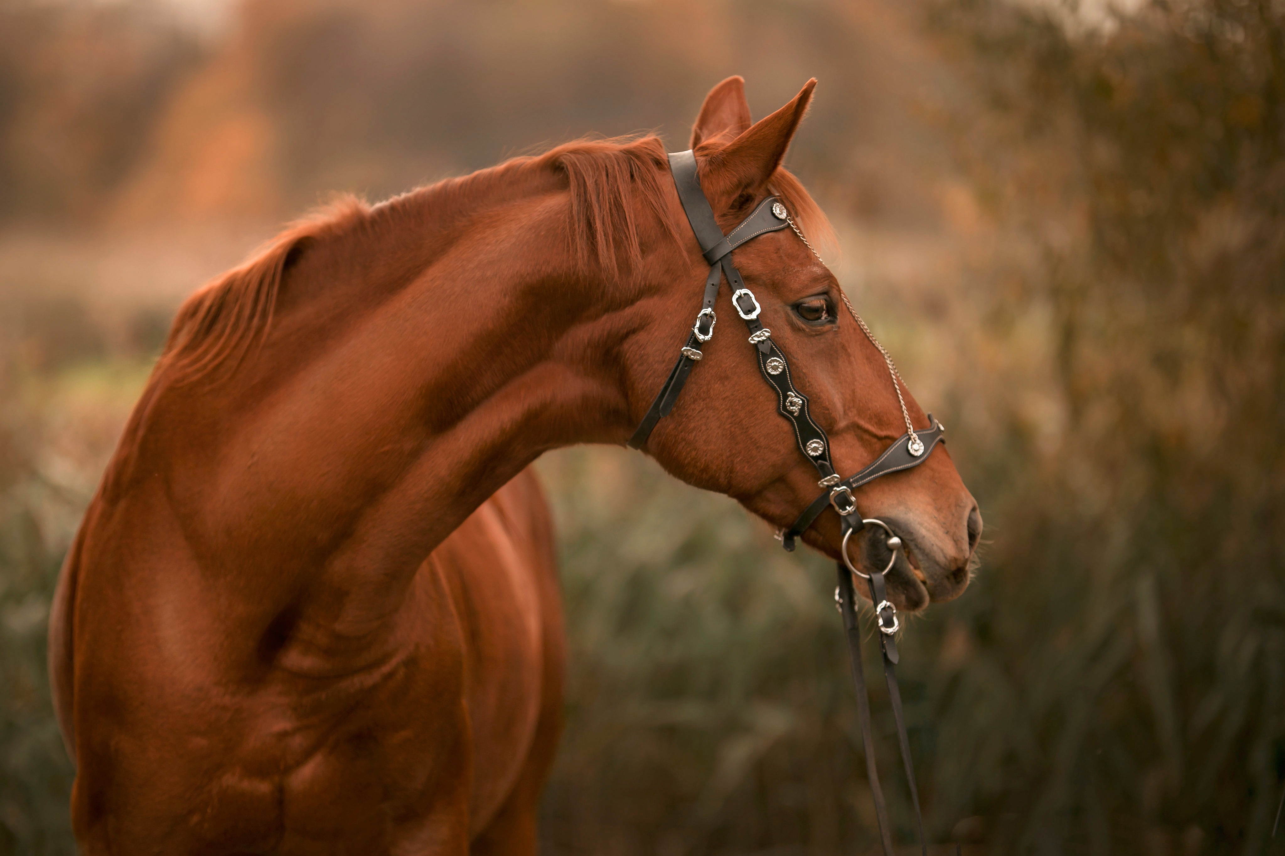 Horse Wallpaper For Laptop HD