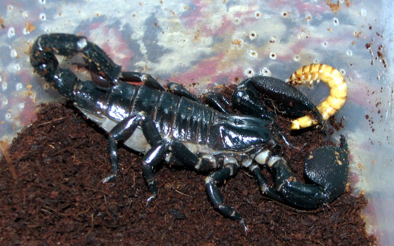 200+ Free Scorpion & Nature Images - Pixabay