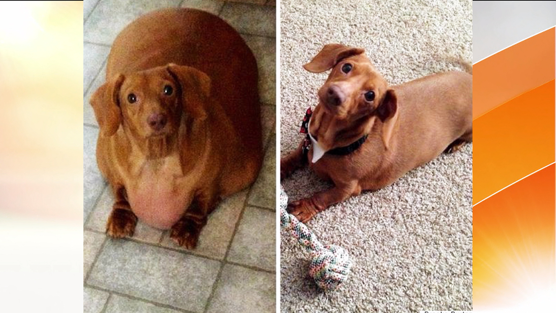Dachshund On A Diet Obese Ohio Pup Loses Percent Of Body Weight
