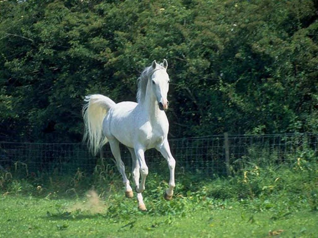 HD Animals Wallpapers White Horse Backgrounds