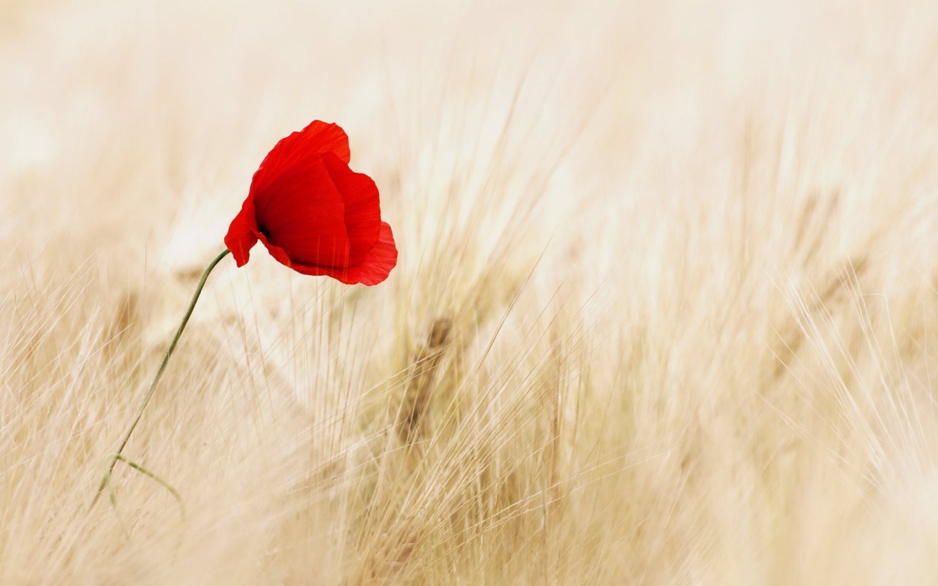 Red Poppy Flower Field HD Wallpaper