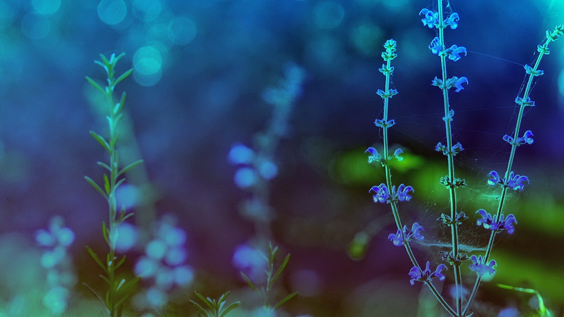 Best HD Spring Flower Theme Wallpaper Blue Background