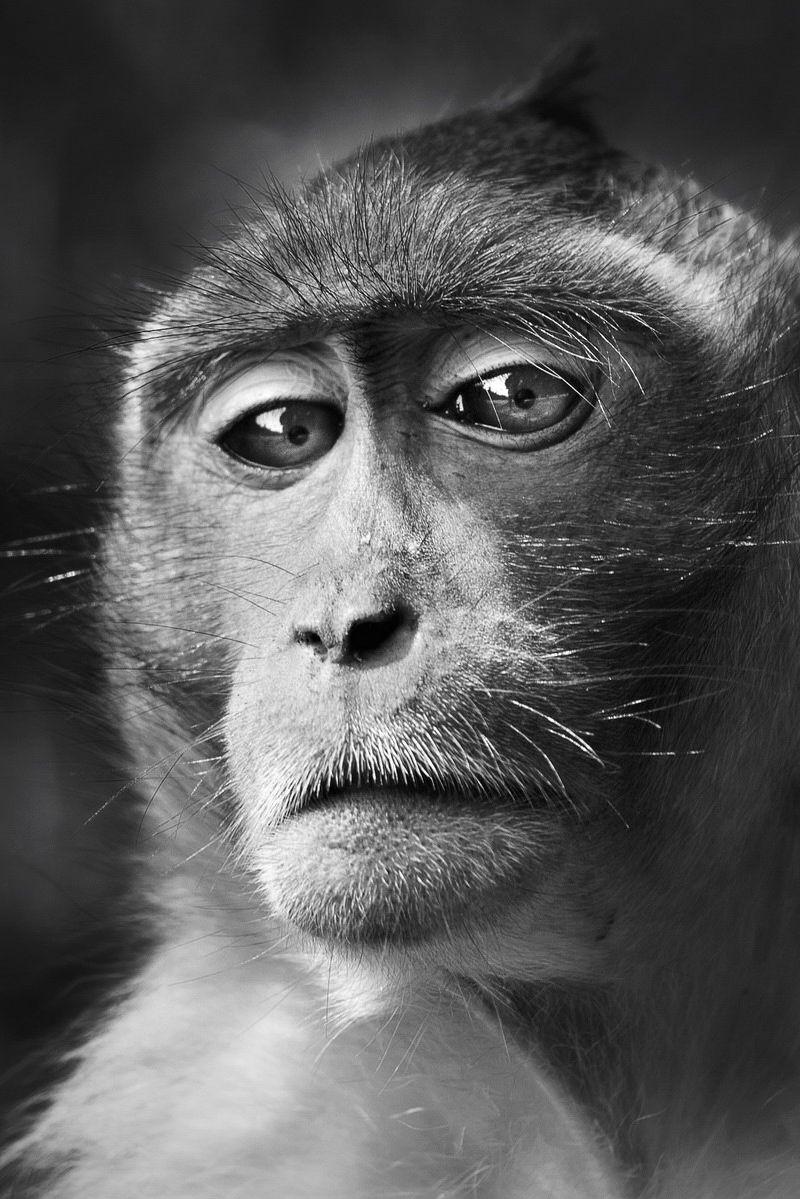 Download wallpaper 800x1200 monkey face eyes black and white