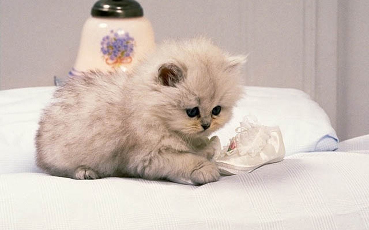 Funny Cute Little Cat HD Desktop Wallpaper