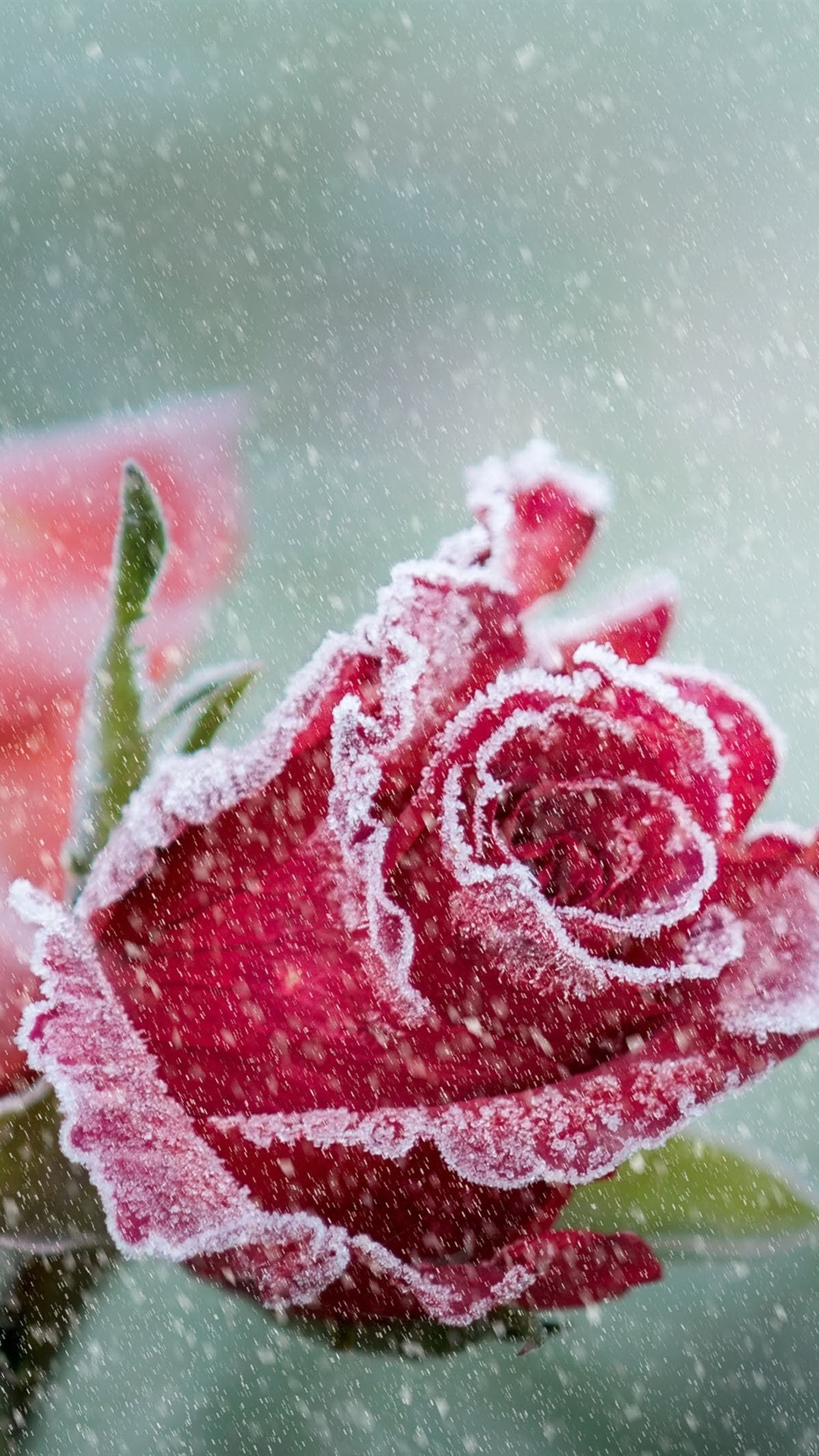 Red Roses Frost Snowy iPhone 6s Plus Wallpaper
