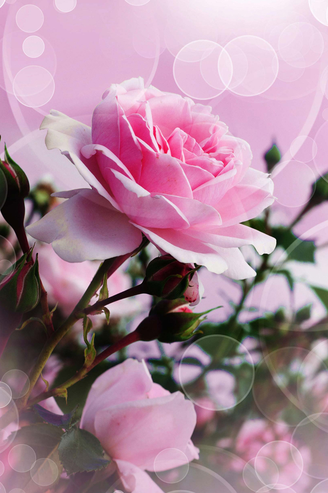 Pink Rose Wallpaper iPhone HD