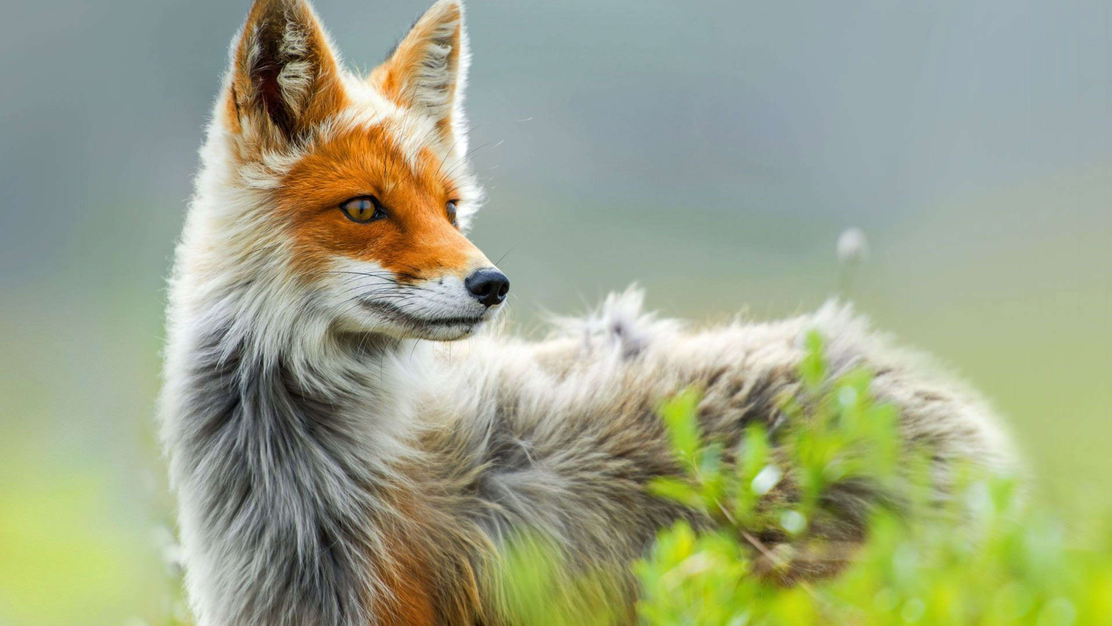 Wild Fox in Spring 4K Wallpaper