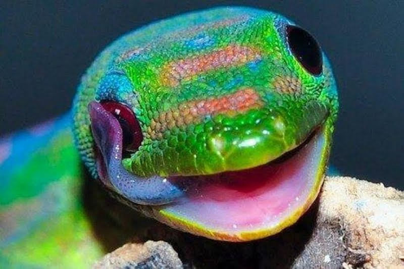 High Resolution Very Colorful Gecko Desktop Laptop Ed