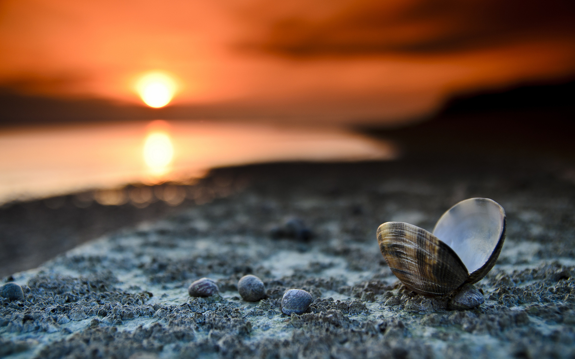 Beach Wallpaper Seashells Sunset Landscape HD Desktop