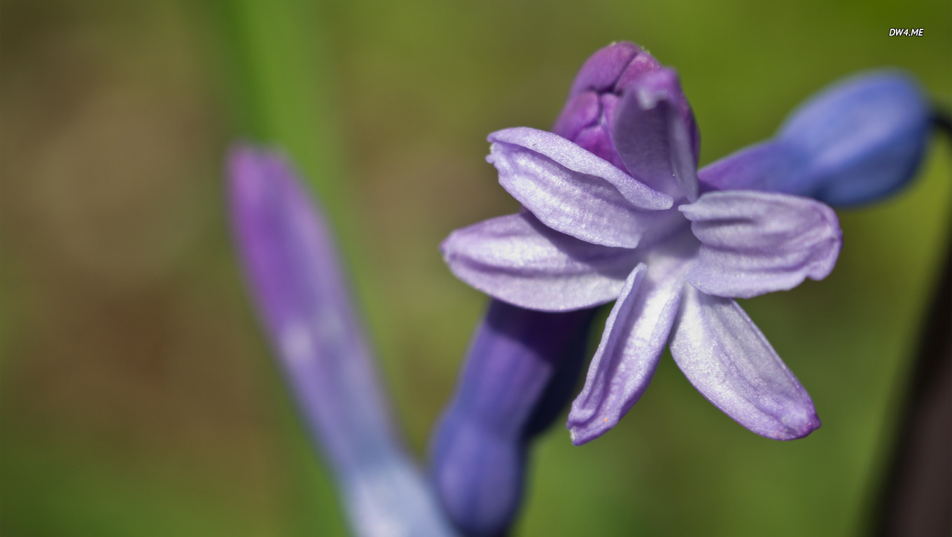 Purple Hyacinth Wallpaper Flower