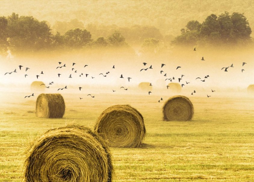 Straw Bale On Harvest Field Wallpaper