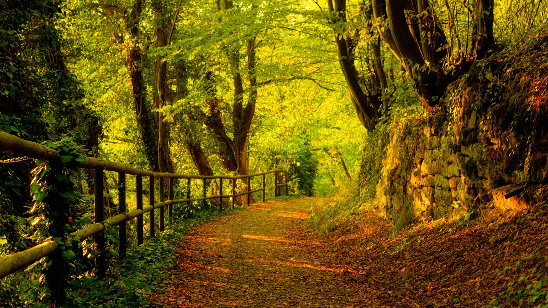 Trees Autumn Season Forest Path Fresh New HD Wallpaper My