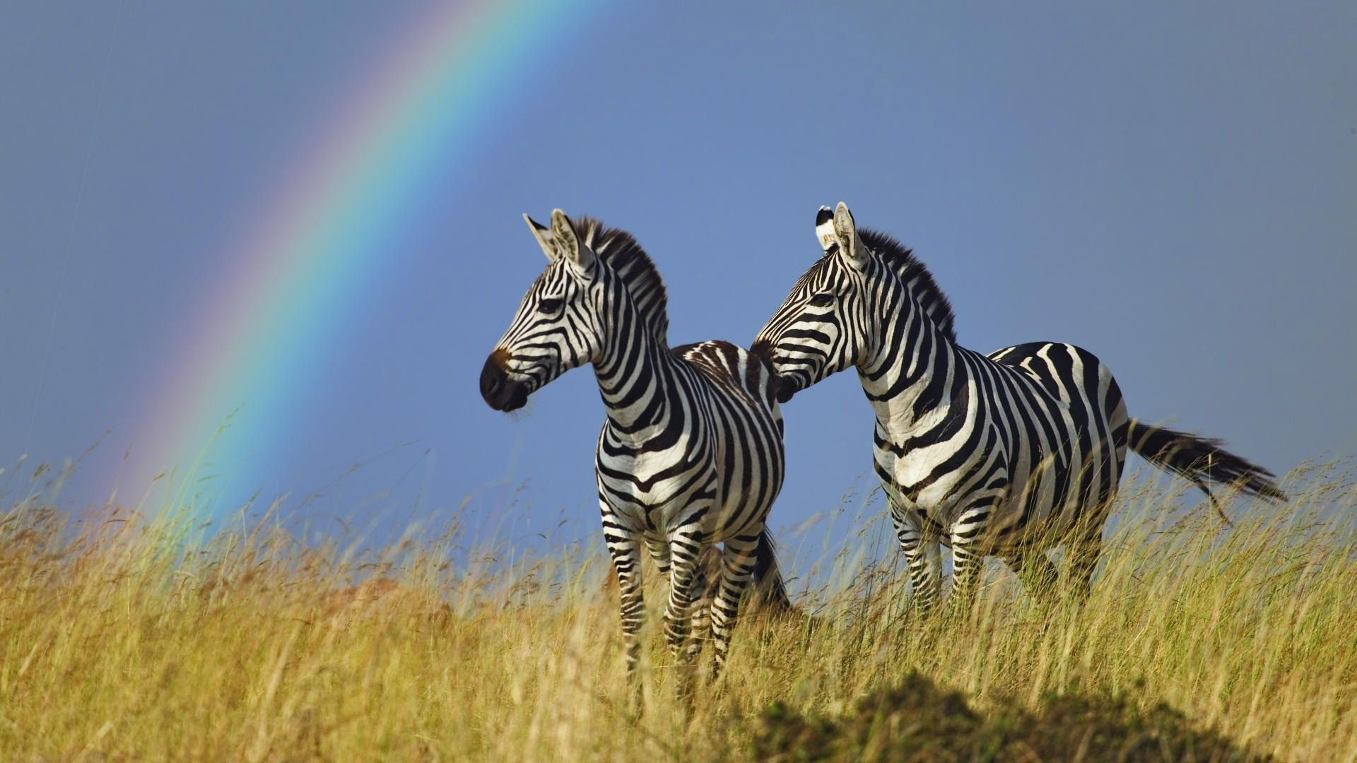Wallpaperpoints Zebra HD Wallpaper For Pc Background