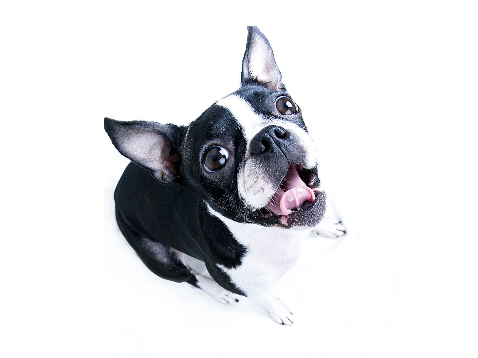 Boston Terrier Wallpapers  Top Free Boston Terrier Backgrounds   WallpaperAccess