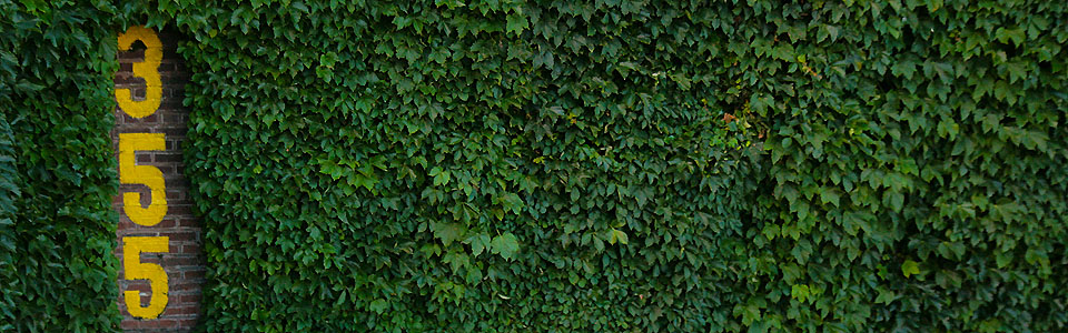 The Wrigley Field Ivy Around Ft Marker On Left Wall