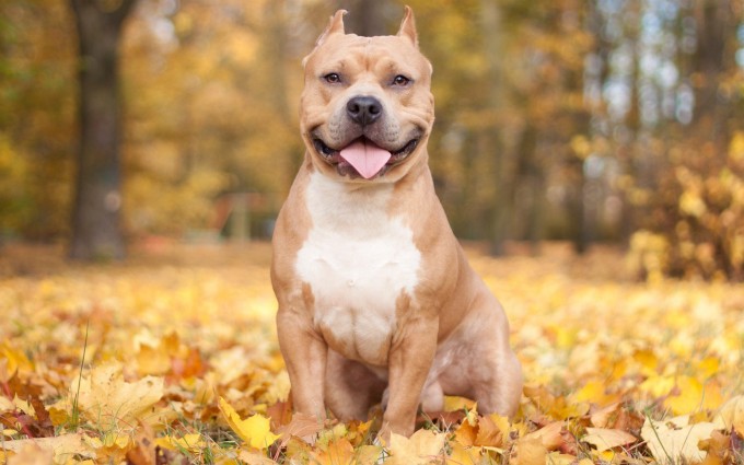 Pitbull Dog Desktop Wallpaper HD