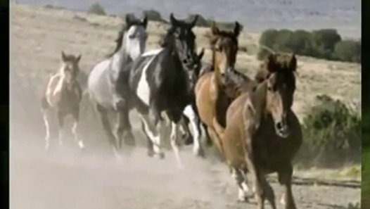 Horse Screensavers Video Dailymotion