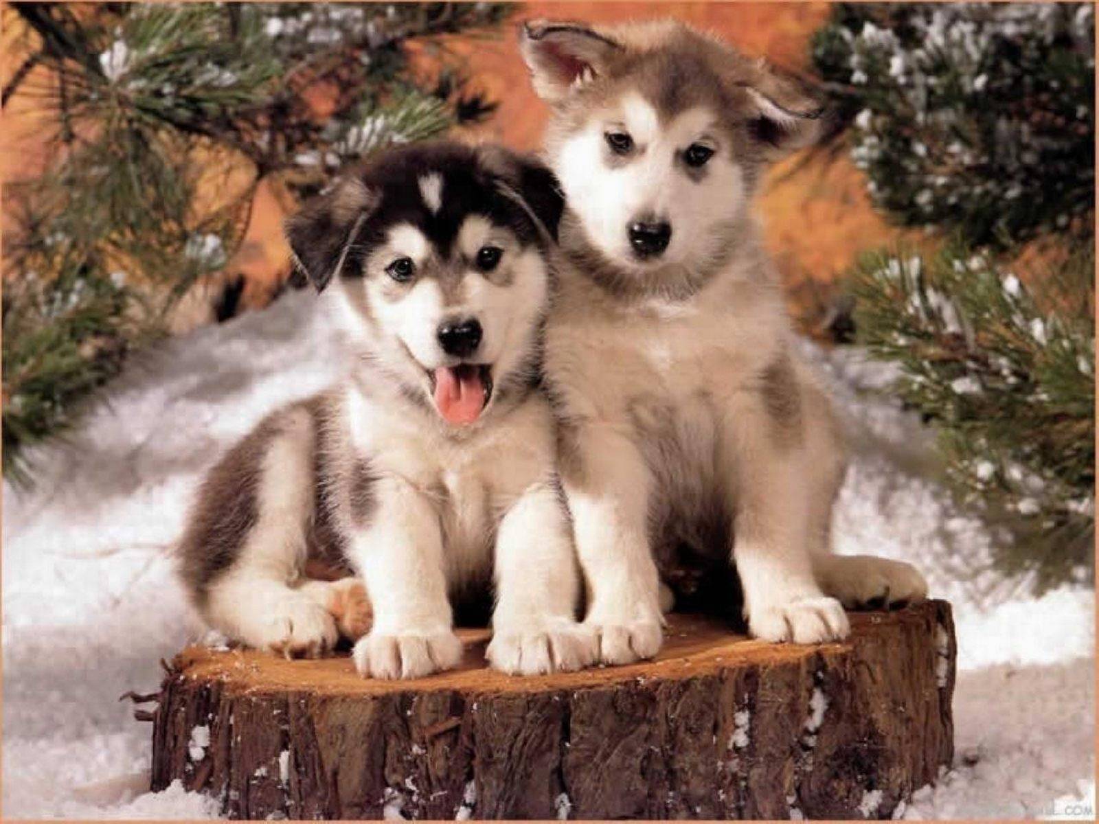 Husky Cute Puppies Wallpaper