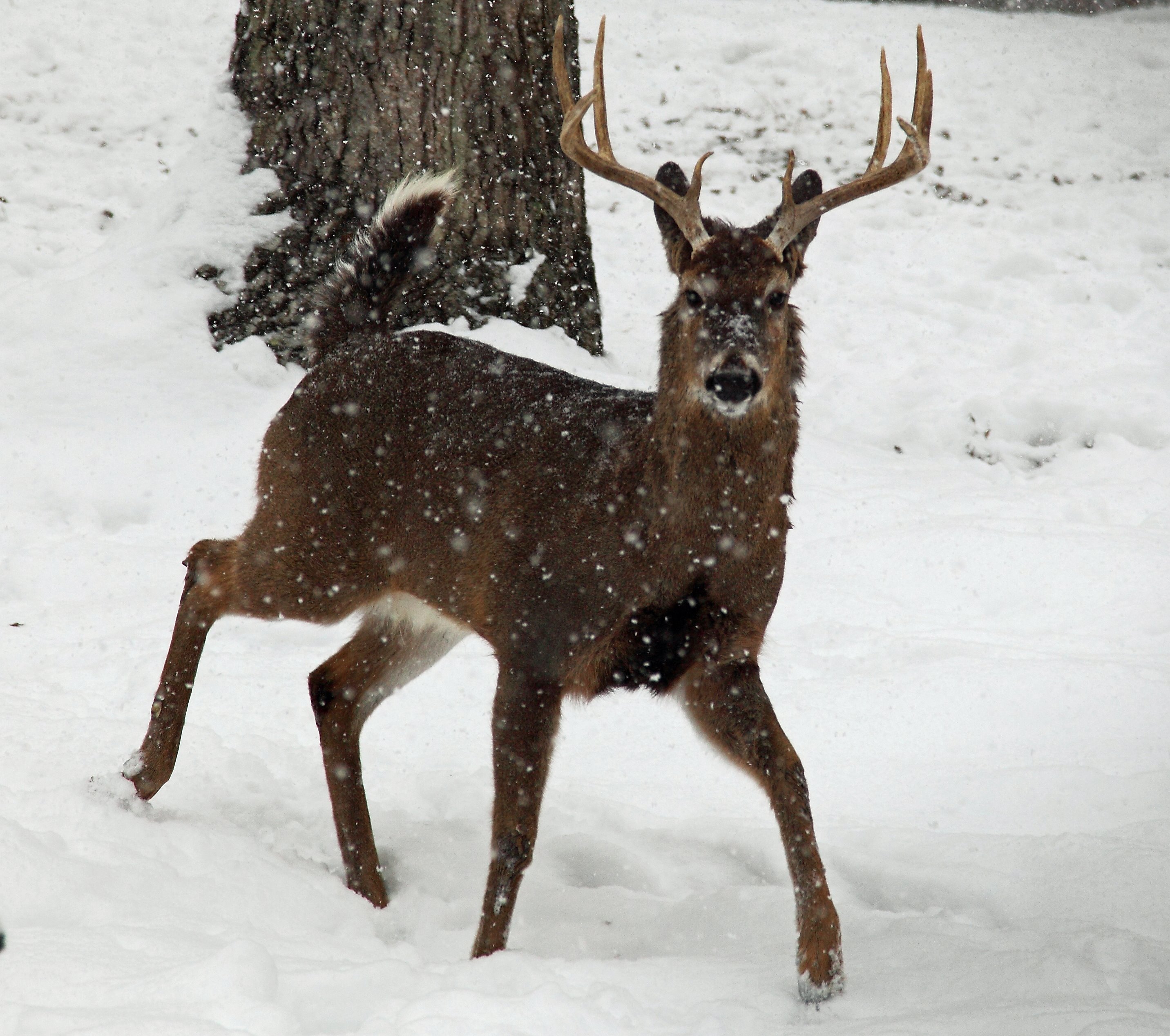Whitetail Deer Buck Snow Falling Wildlife Free Nature Pictures by