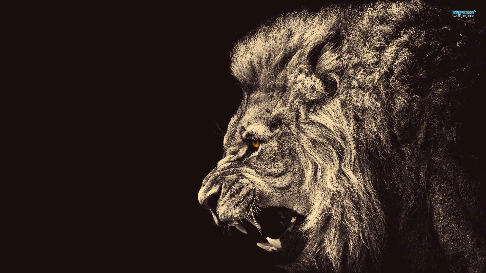 Lions Wallpaper Sf
