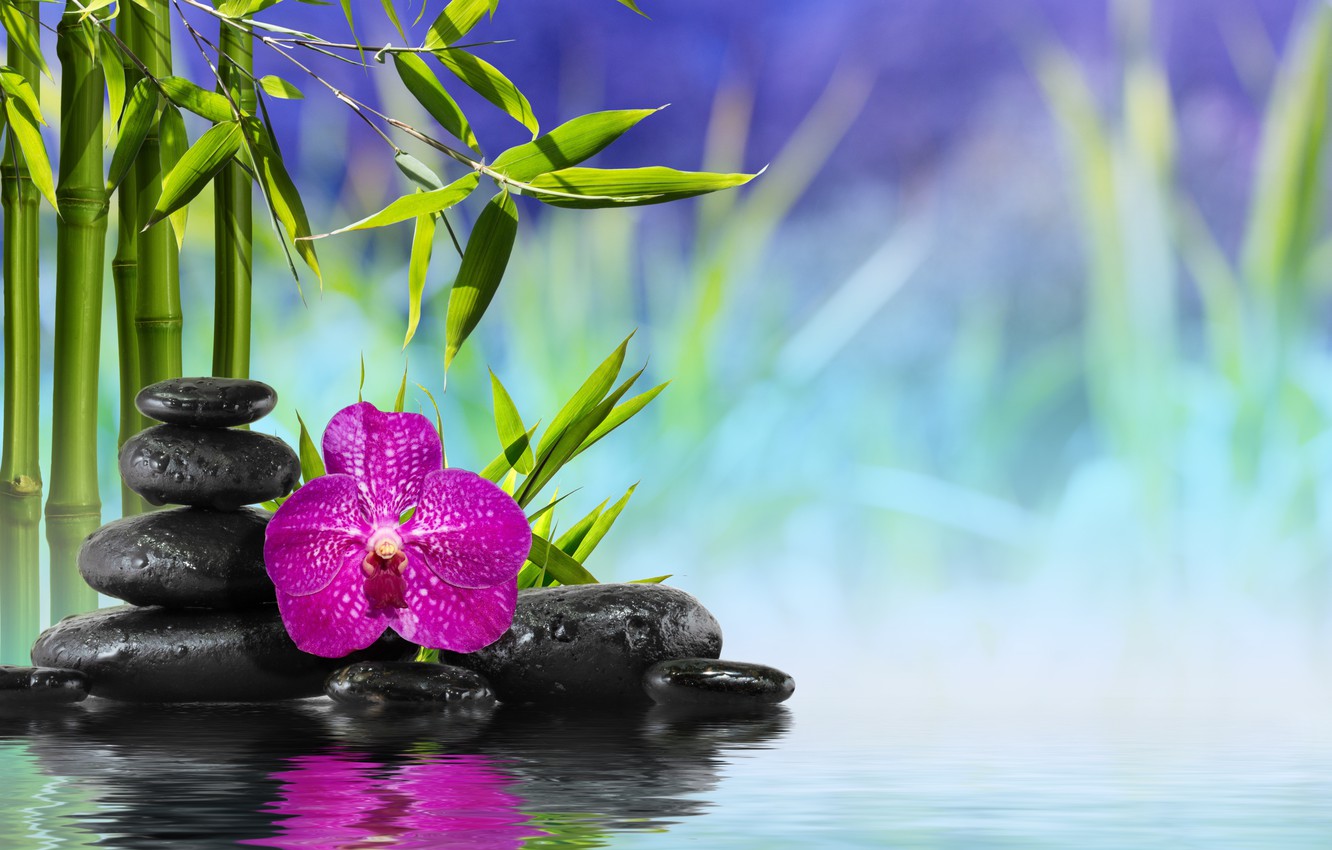 Wallpaper Flower Water Stones Bamboo Orchid