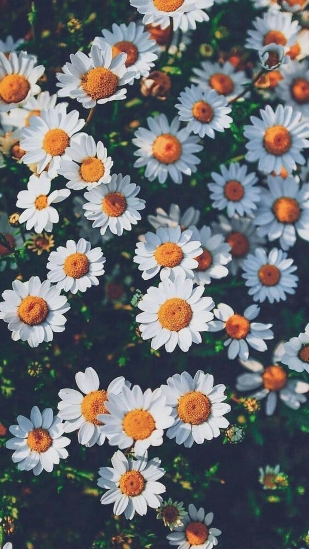 Android Aesthetic Wallpaper