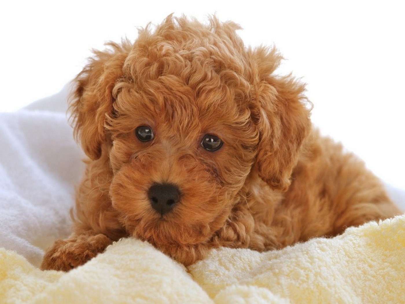 Poodle Puppies Background Image Dogs Puppy Cute