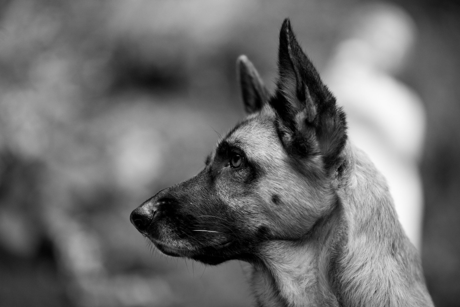 German Shepherd Full HD Wallpaper And Image