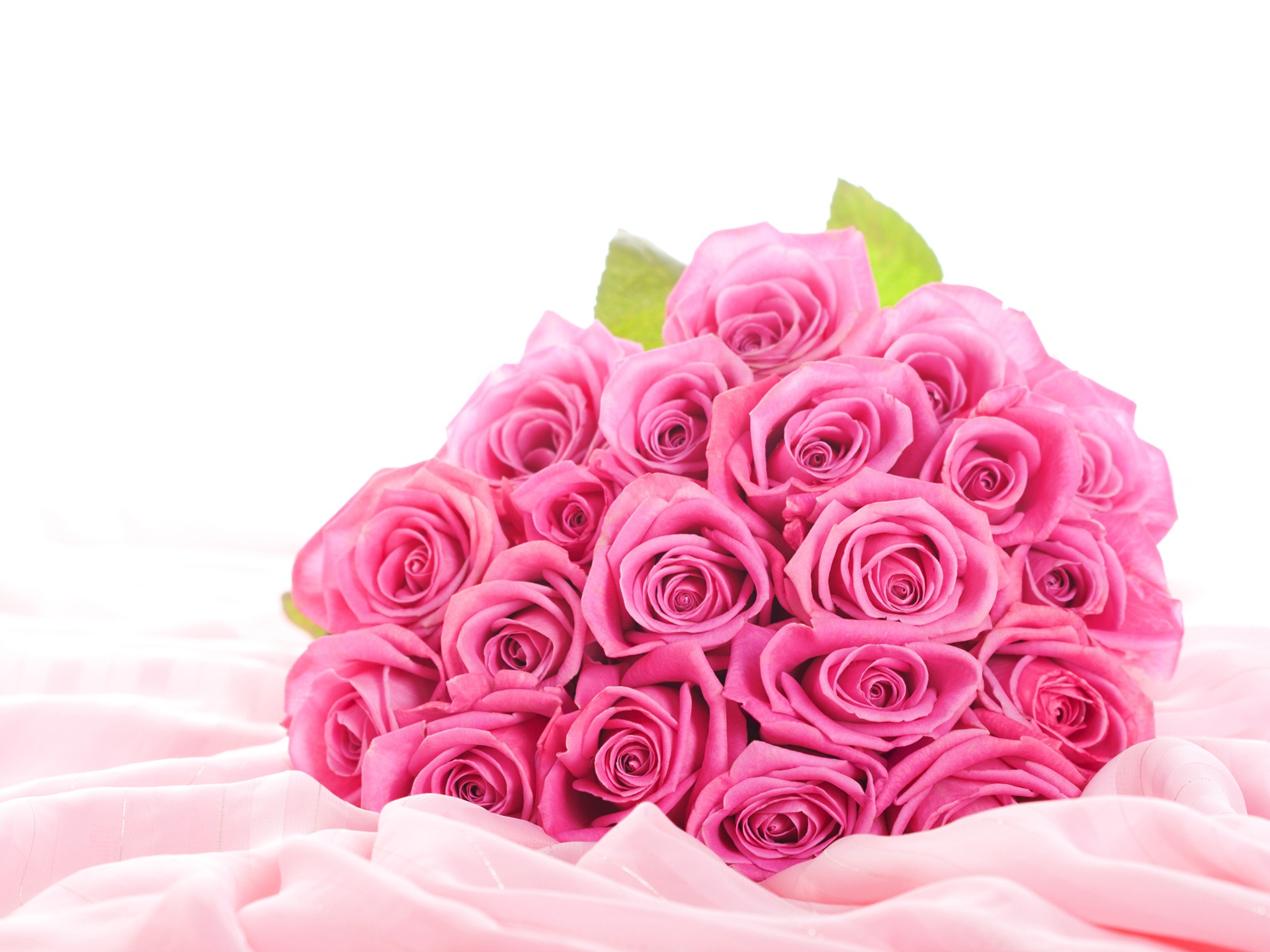 Pink Roses Desktop Background