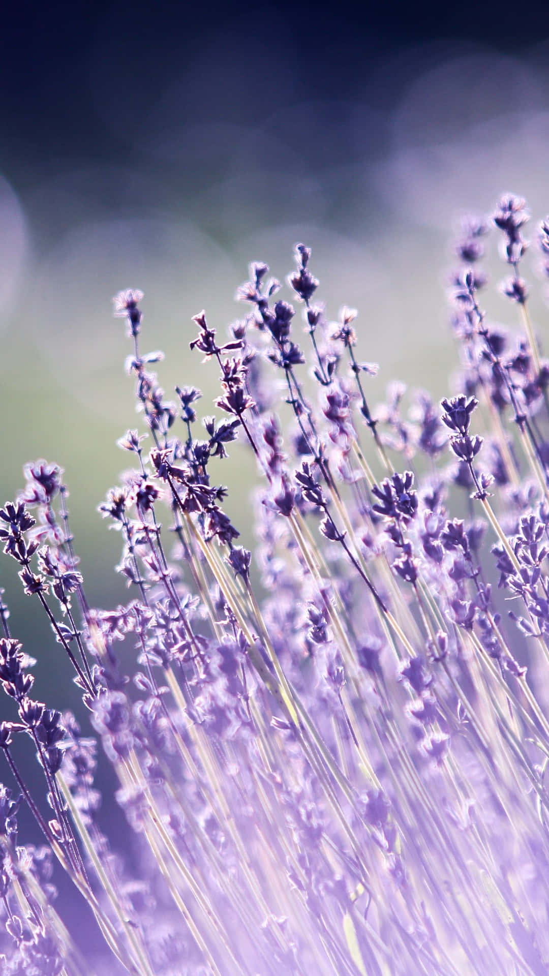 Wildflowers 3y13fg1yyrplcl7d Wallpaper