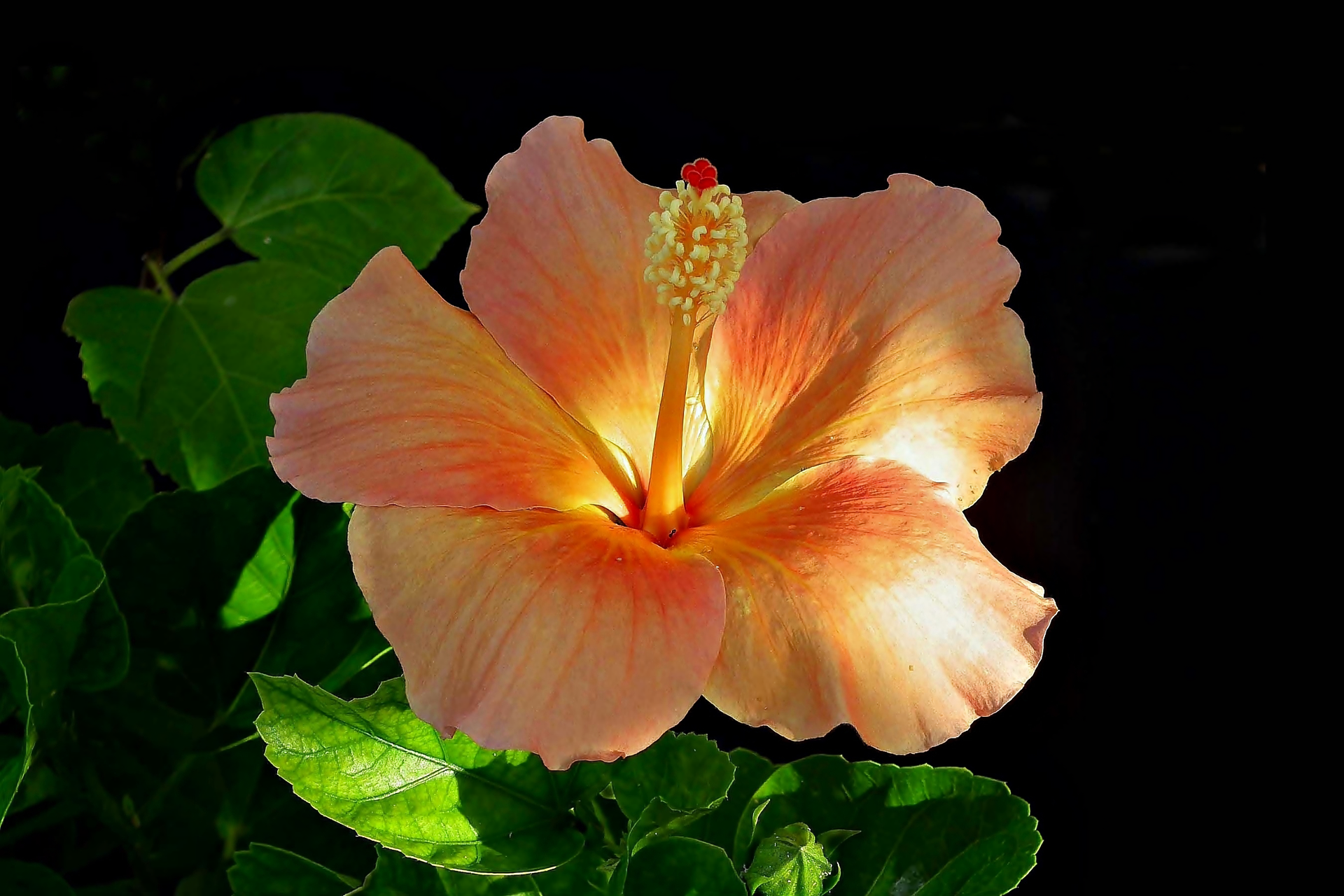Orange Hibiscus Wallpaper