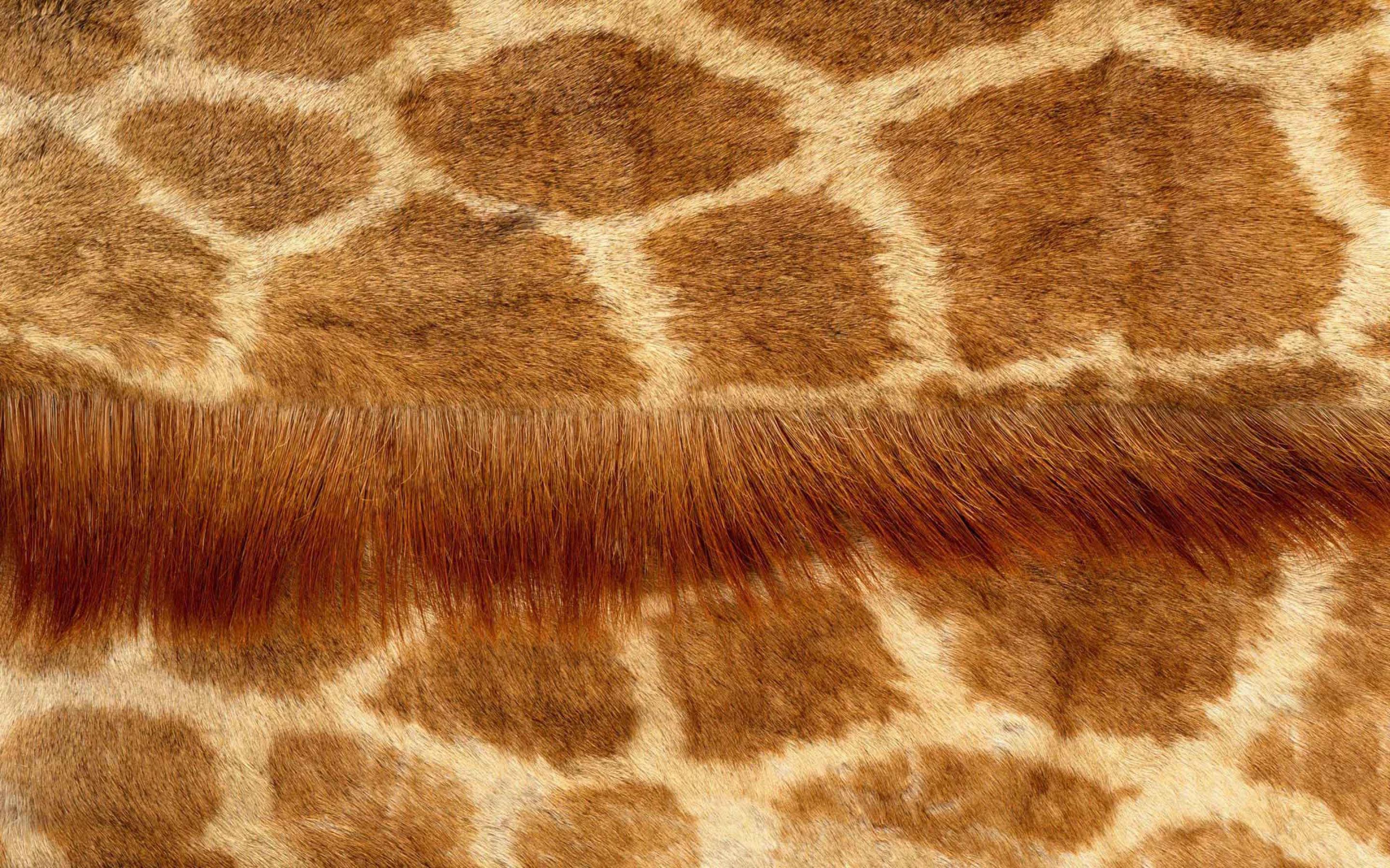 Animal Fur Wallpaper On
