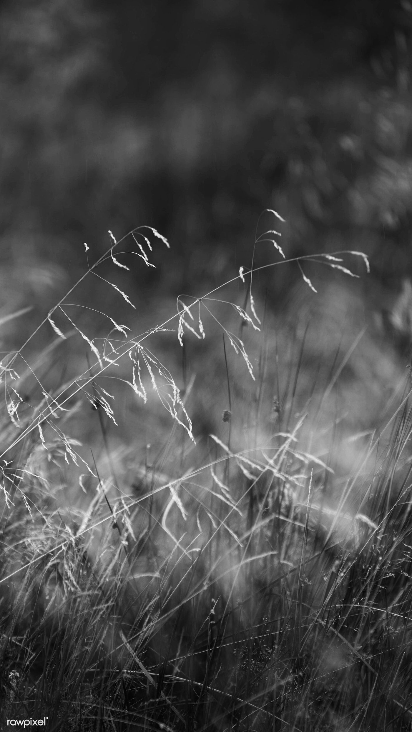 Grayscale grass mobile phone wallpaper premium image by rawpixel