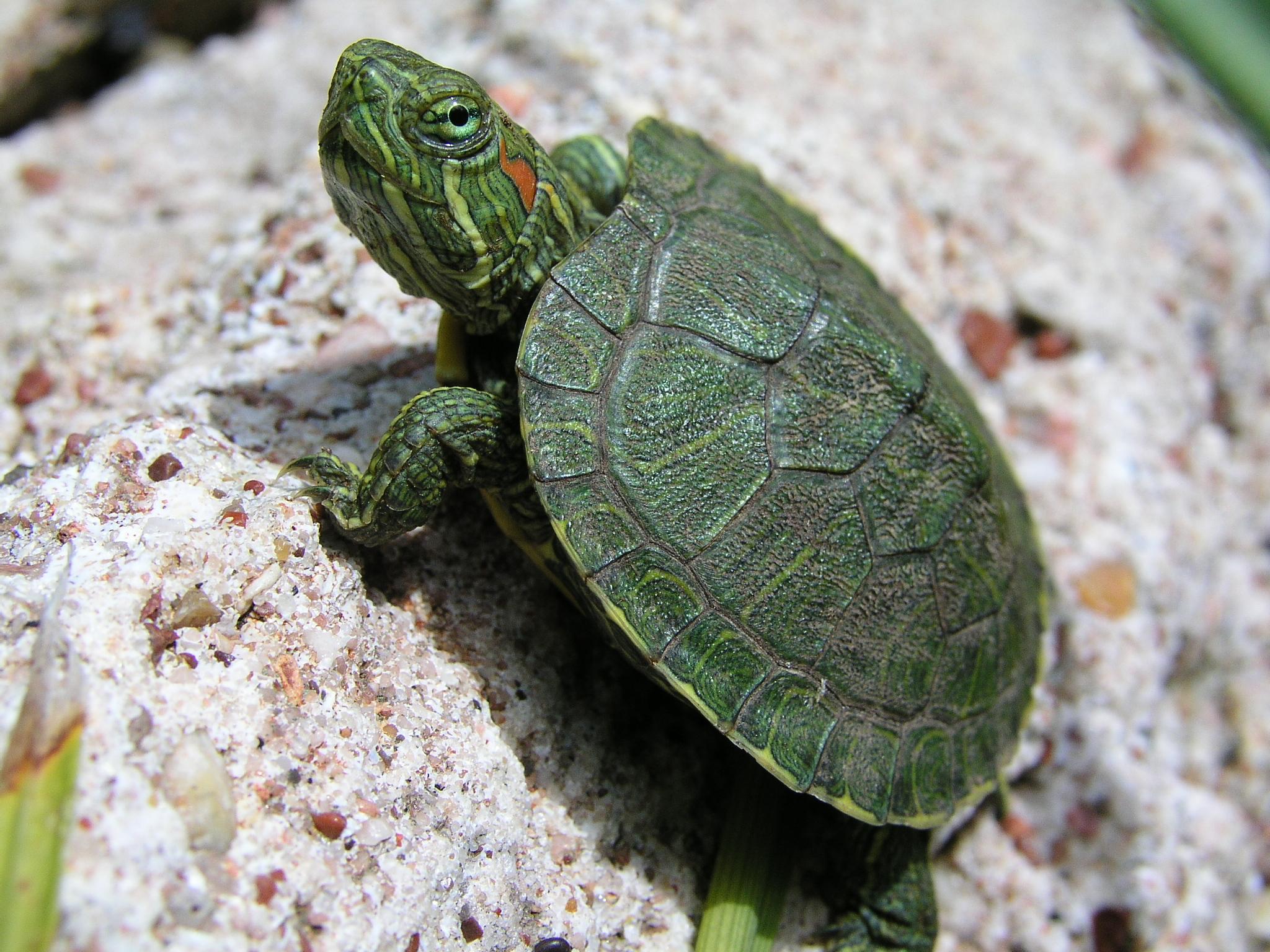 Cute Turtle Wallpaper