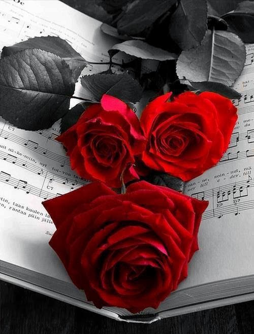 Black And Red Roses Wallpaper White Rose Image