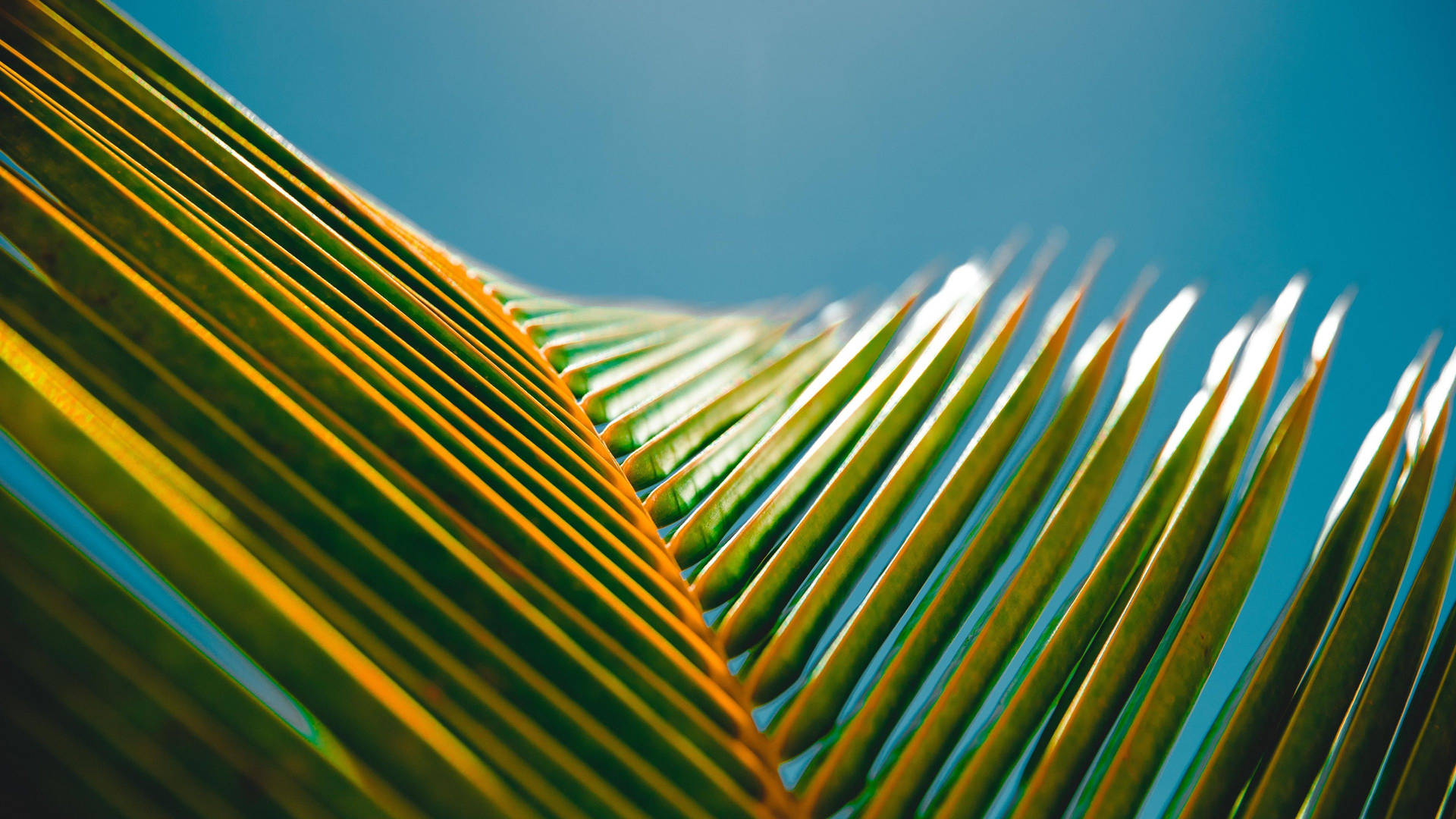 Close-up of a palm leaf against a blue sky