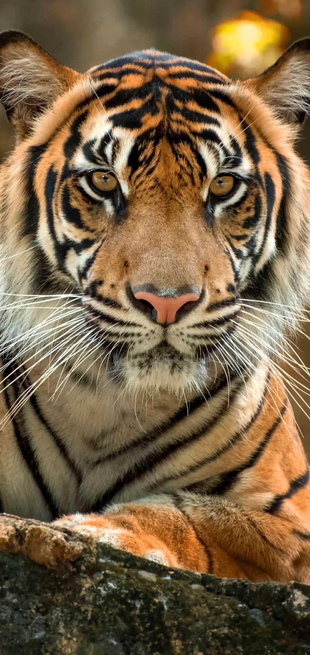 4k Tiger Wallpaper