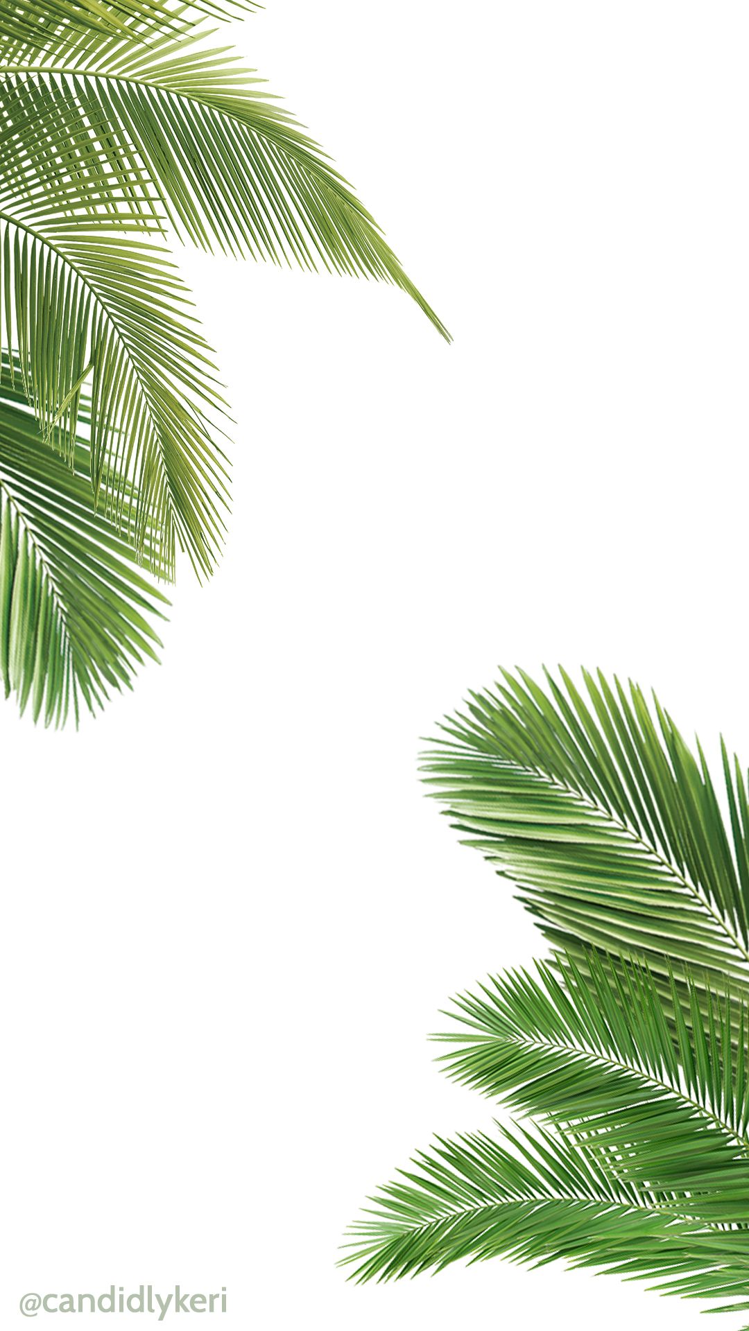 Palm Tree And White Wallpaper For iPhone Android Or