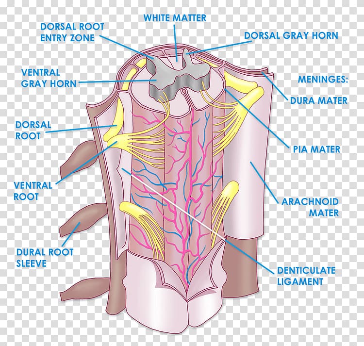 The Spinal Cord Anatomy Vertebral Column Physiology Arm
