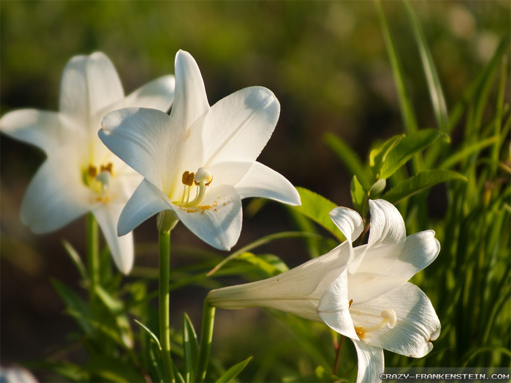 Related Pictures Easter Lily Wallpaper Desktop Background