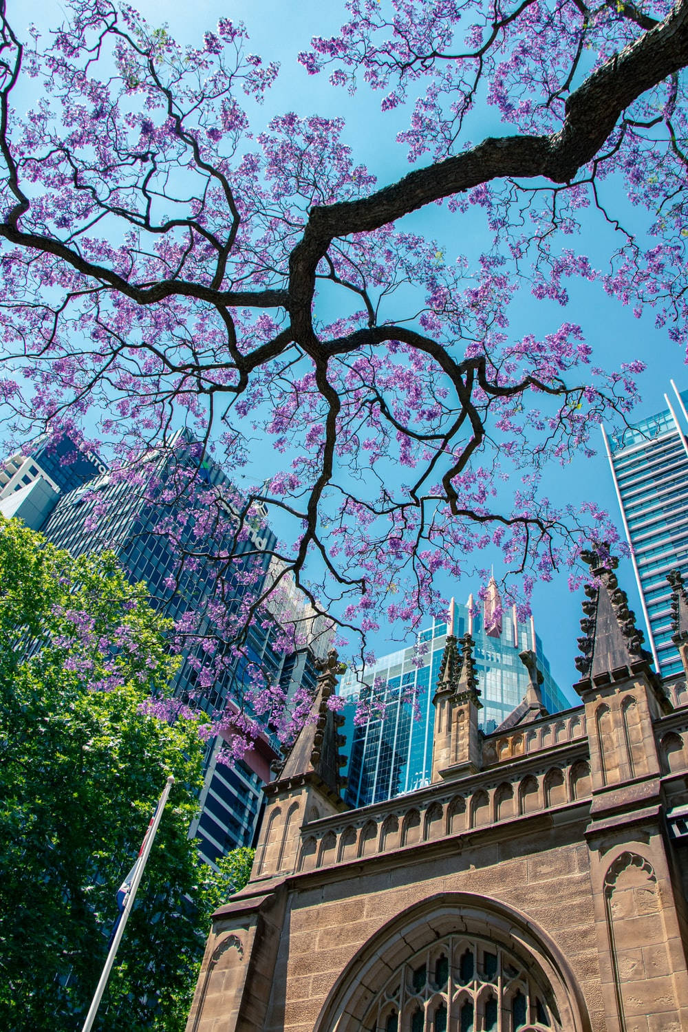 Top Purple Tree Wallpaper Full HD 4k To Use