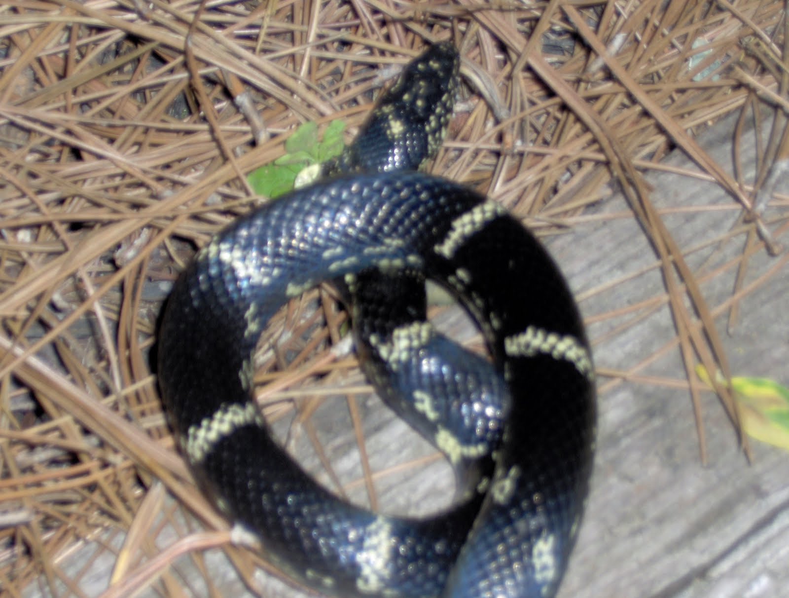 Black Snake Wallpaper HD In Animals Imageci