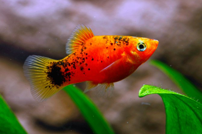 Small Fish Red Wallpaper Desktop WallscreenHD