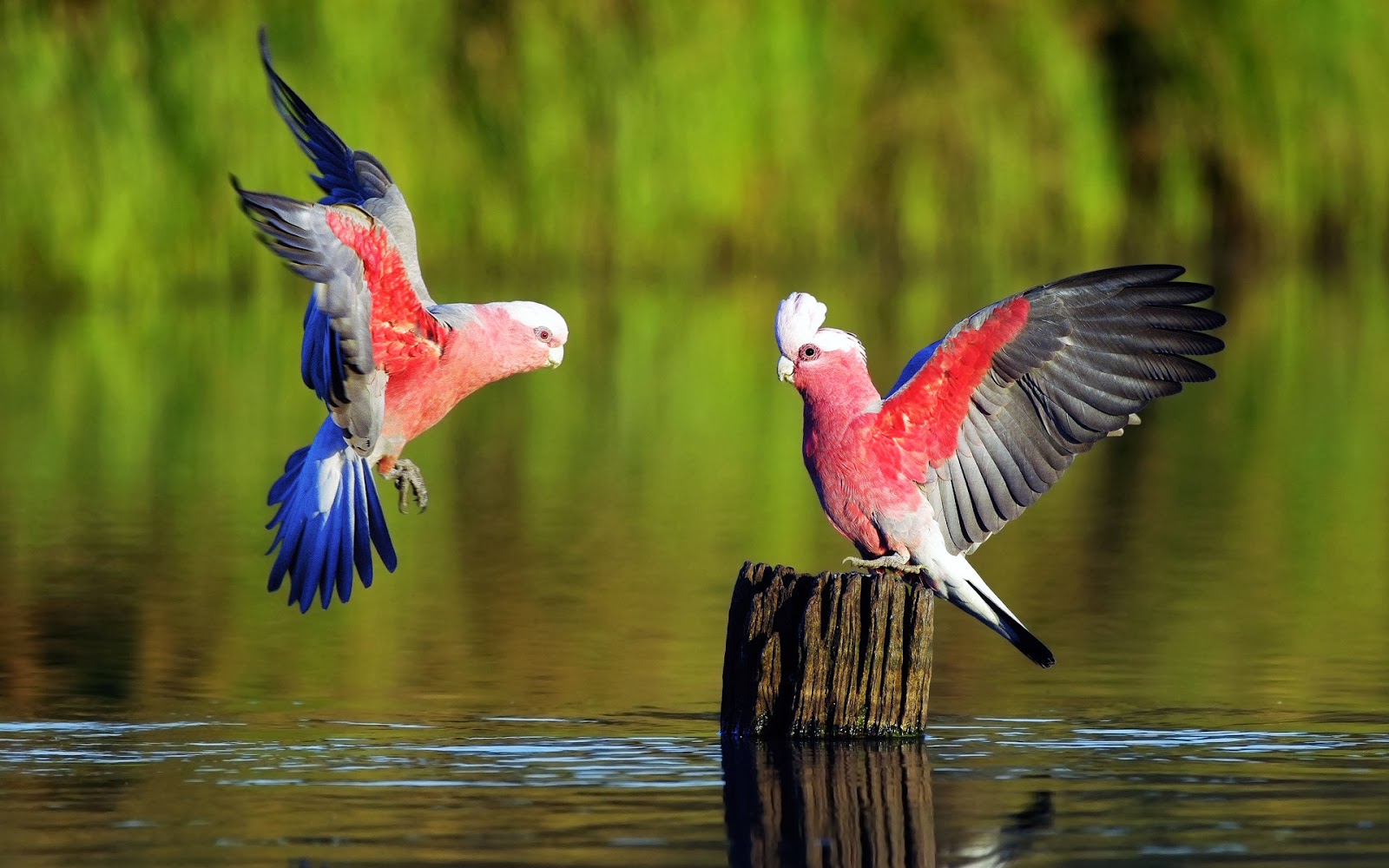 Galah Parrot Birds On The Water HD Wallpaper Dream