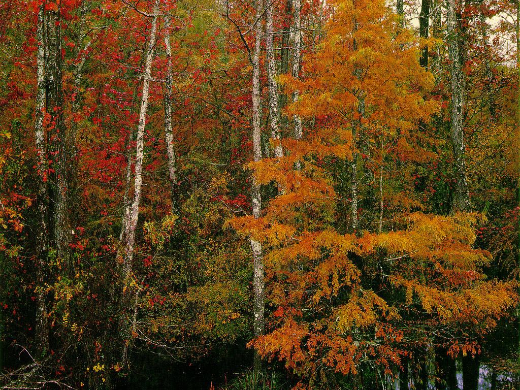HD Wallon Fall Wallpaper Background
