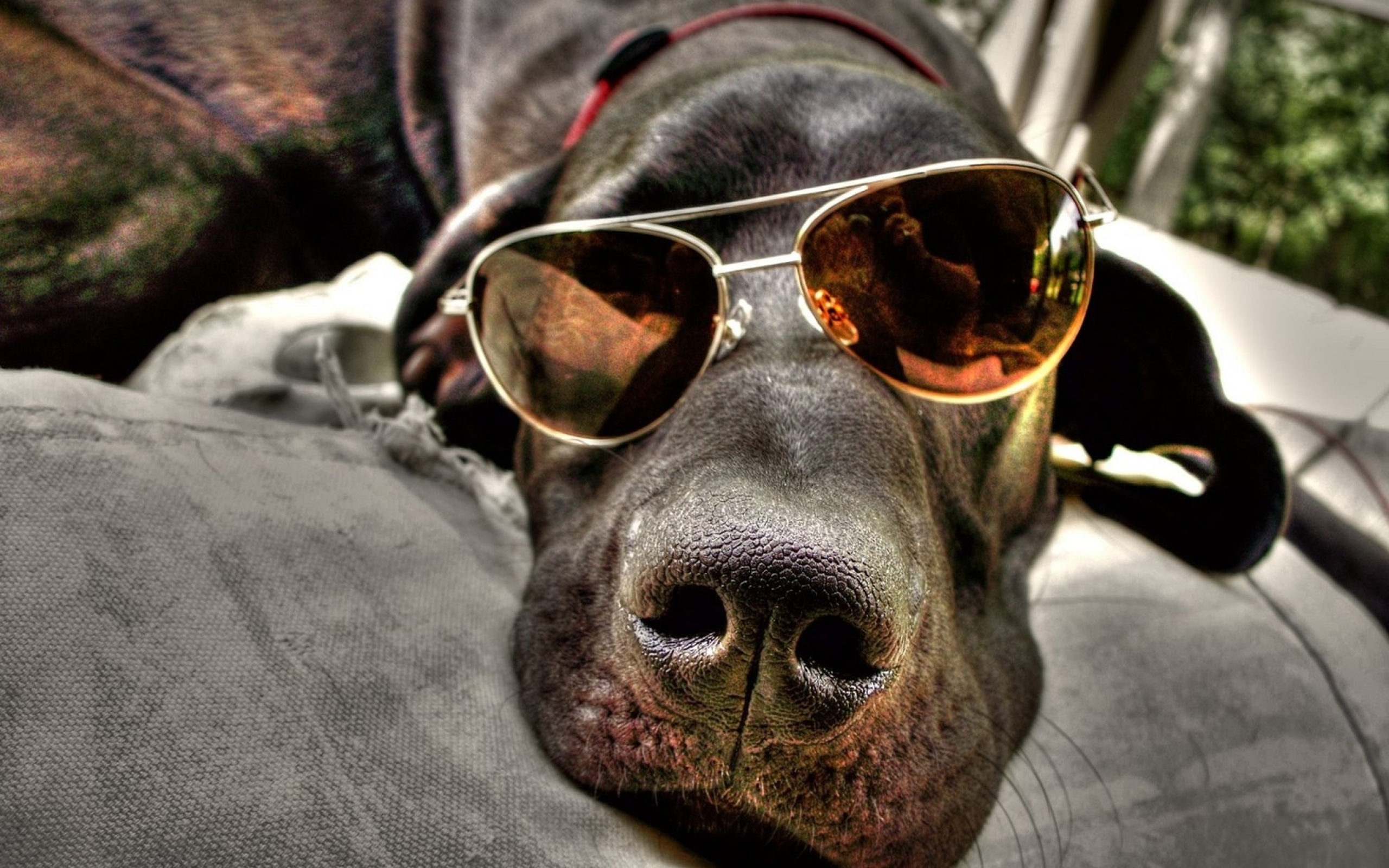 Animals Dogs Sunglasses Lying Down Aviator Glasses Wallpaper