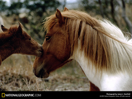 Wild Ponies   Best Wallpaper Of the Day National Geographic 512x384
