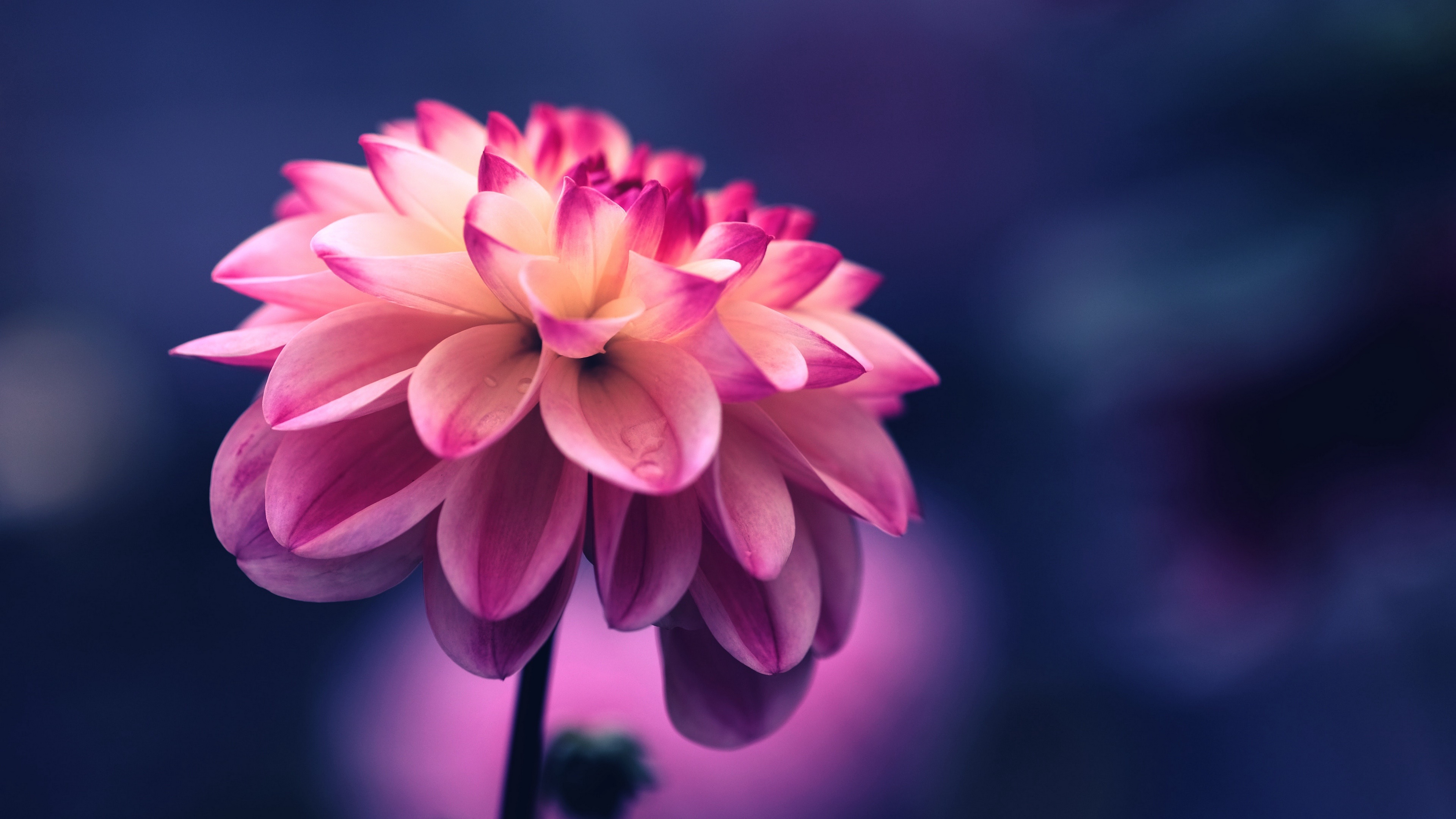 Pink Flower Nature Dahlia 4k Ultra HD Wallpaper By Tj Holowaychuk
