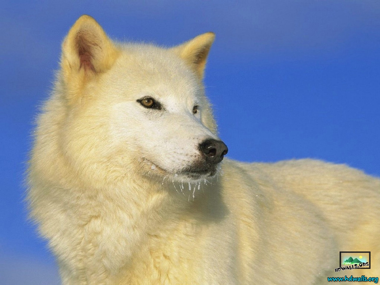 Description White Wolf Wallpaper Background In HD